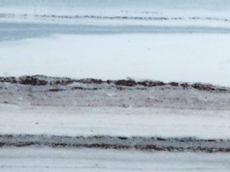 Panther Marble slab — natural marble from Makrana, India